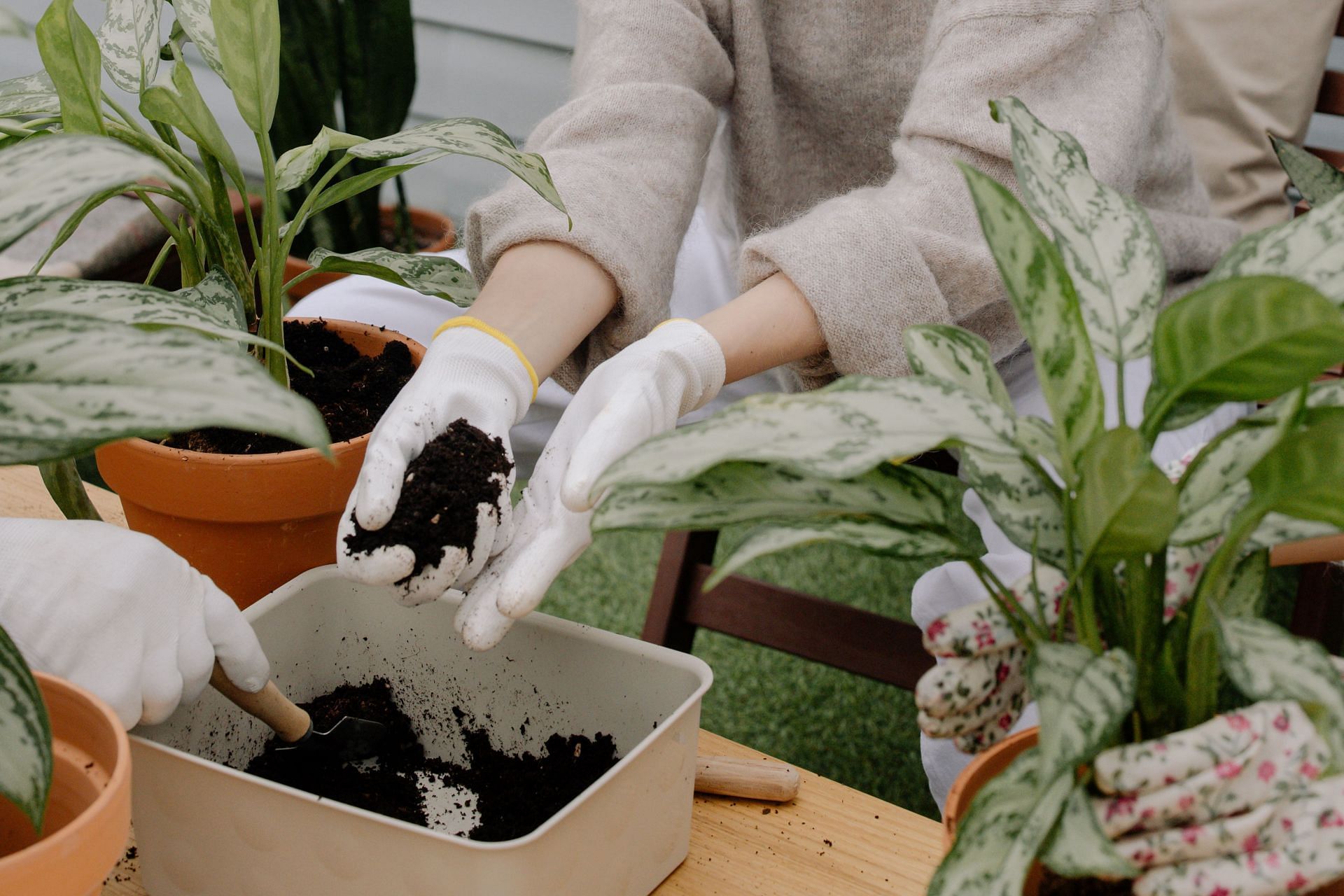 Wear gloves while gardening for ten-word hand care(Image Via Pexels)