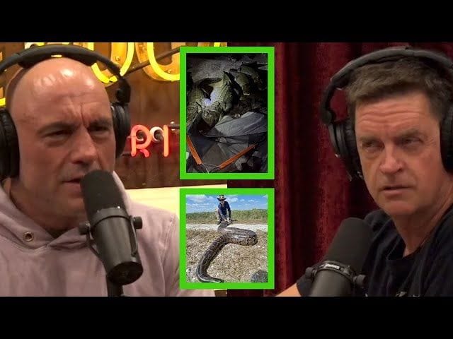 UFC icon Joe Rogan sheds light on the Burmese Python invasion of ...