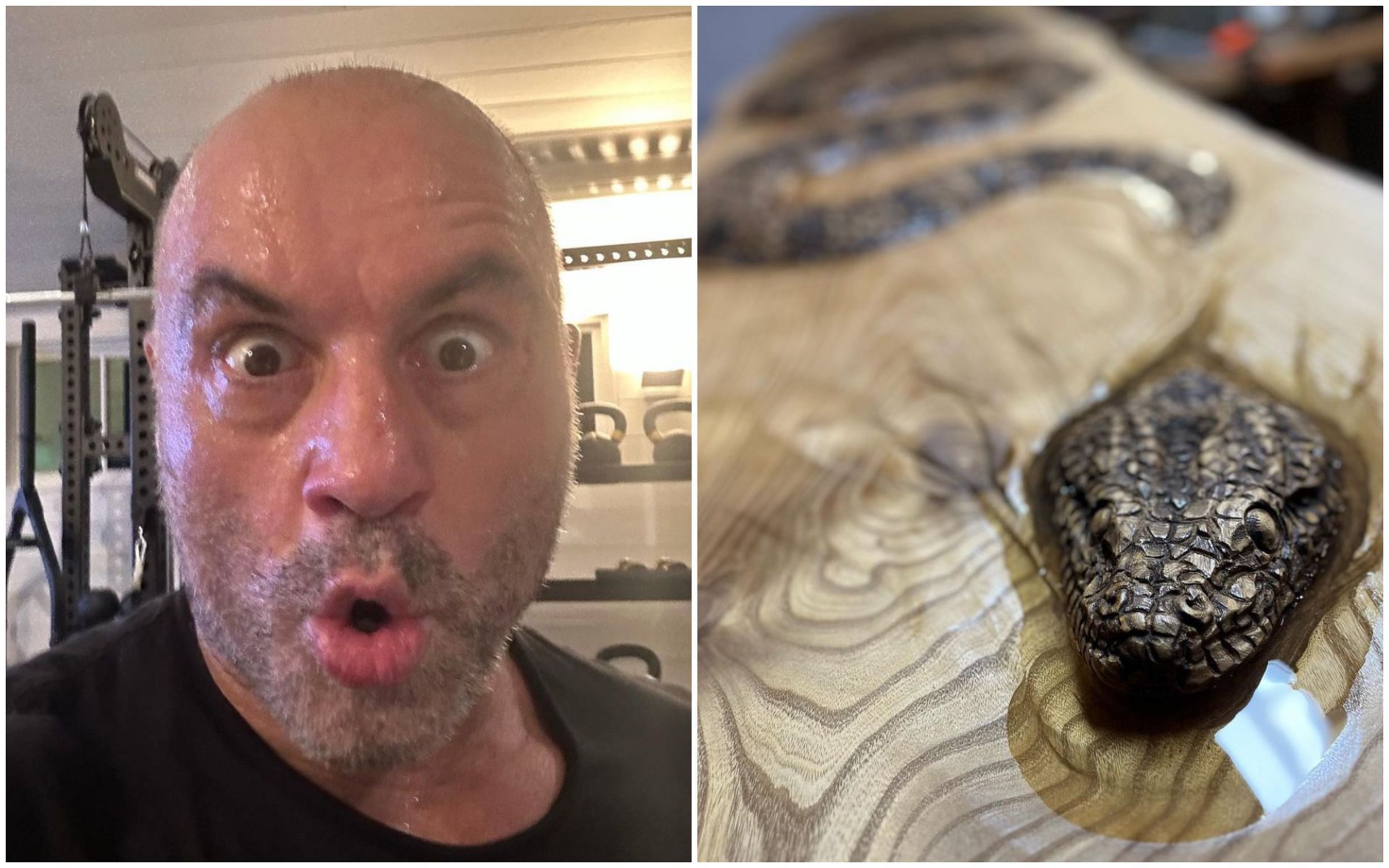 Joe Rogan and his anaconda coffee table