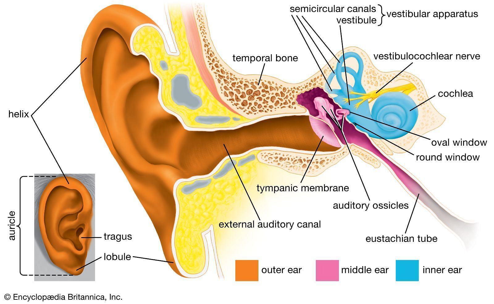 Itching in the ear canal (Pic via encyclopedia britannica)