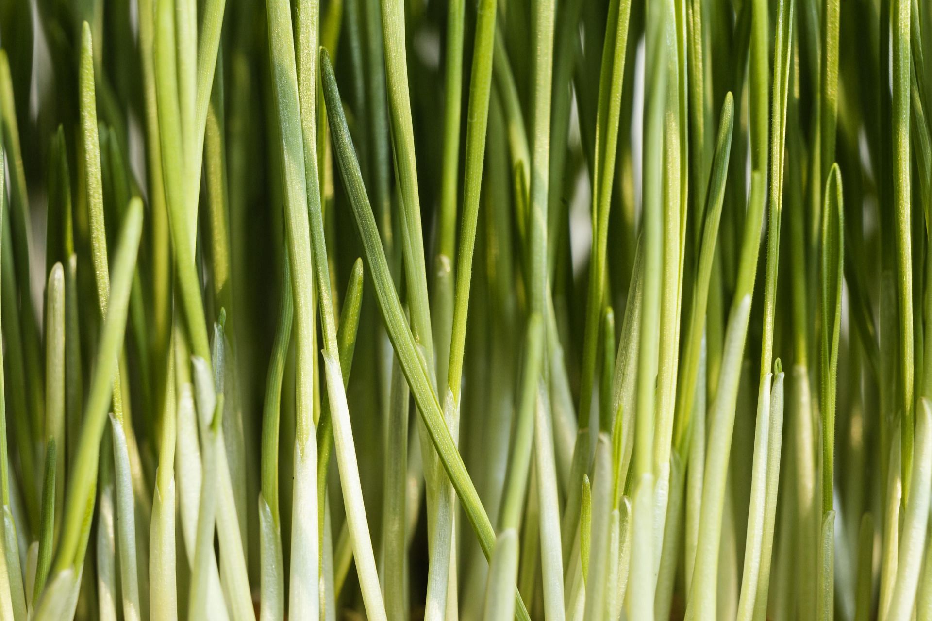 health benefits of lemongrass: (image via freepik)