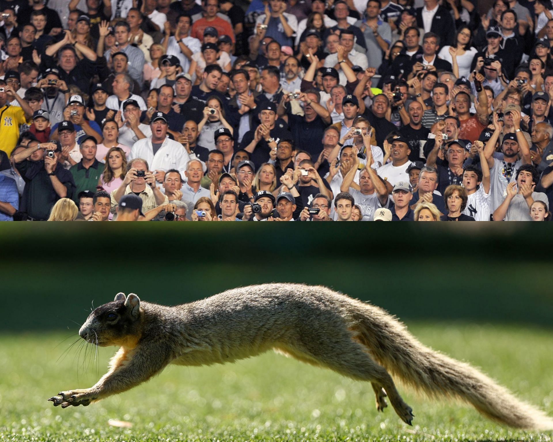 Hilarious memes flood MLB Twitter after fans' shocked reaction to a  squirrel at Yankees stadium