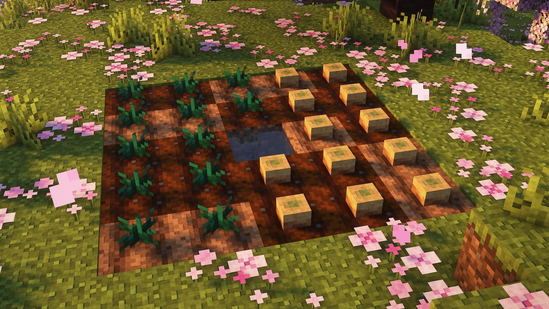 Torchflower seeds and pitcher pods placed on farmland blocks (Image via Mojang)