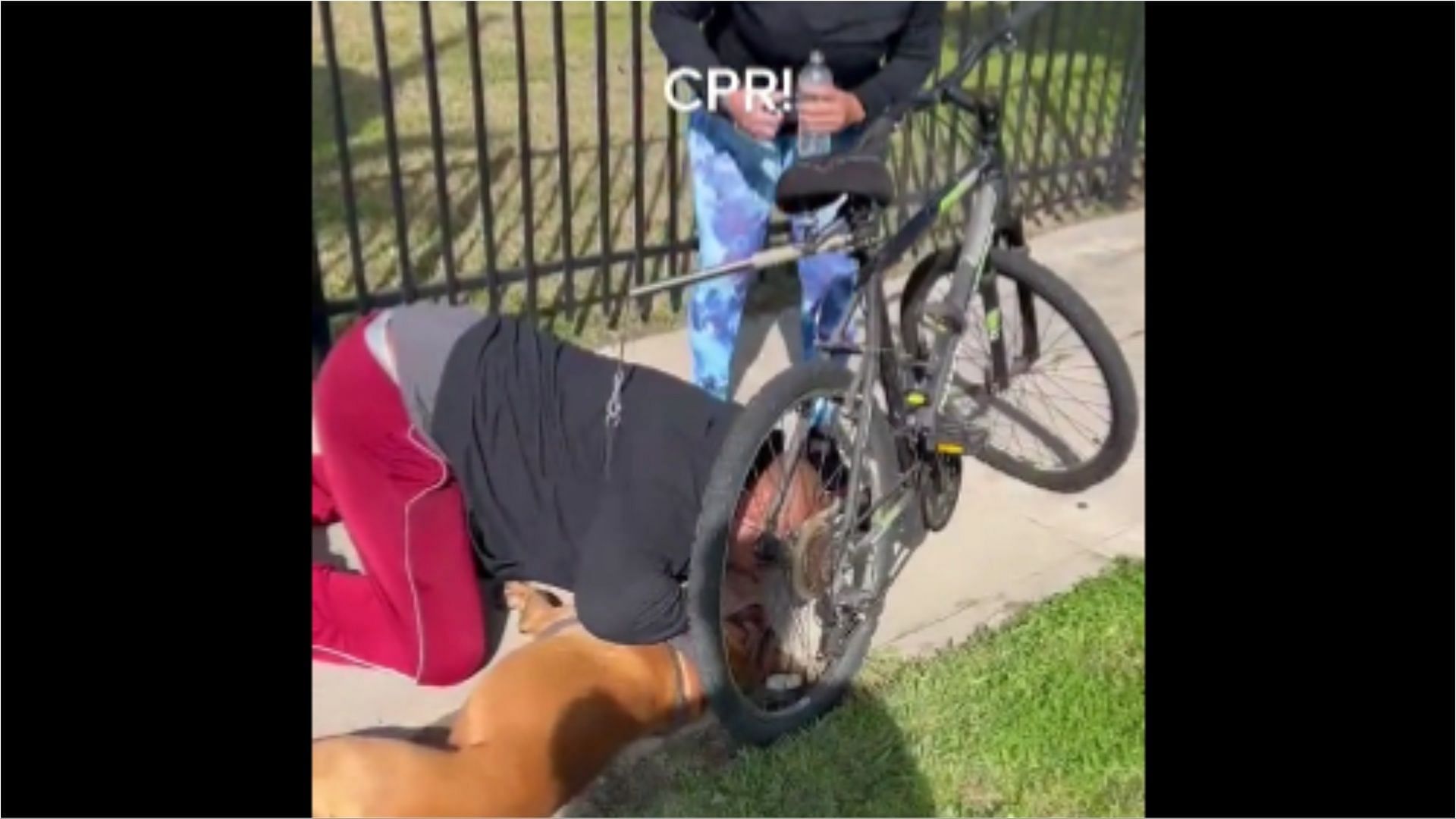 A man performed CPR on a dog after he was unresponsive (Image via TansuYegen/Twitter)