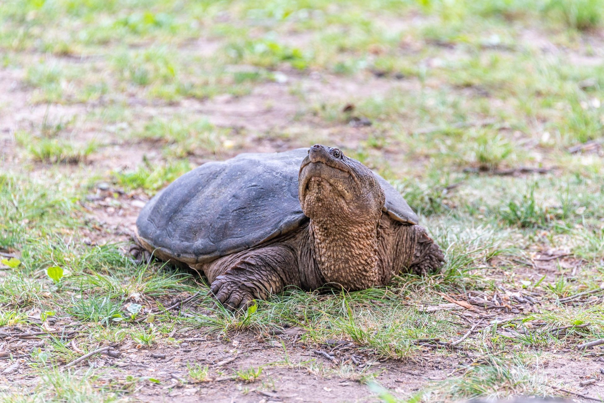 A common snapper in Central Park ( Image via Twitter/@yao_chen1 )