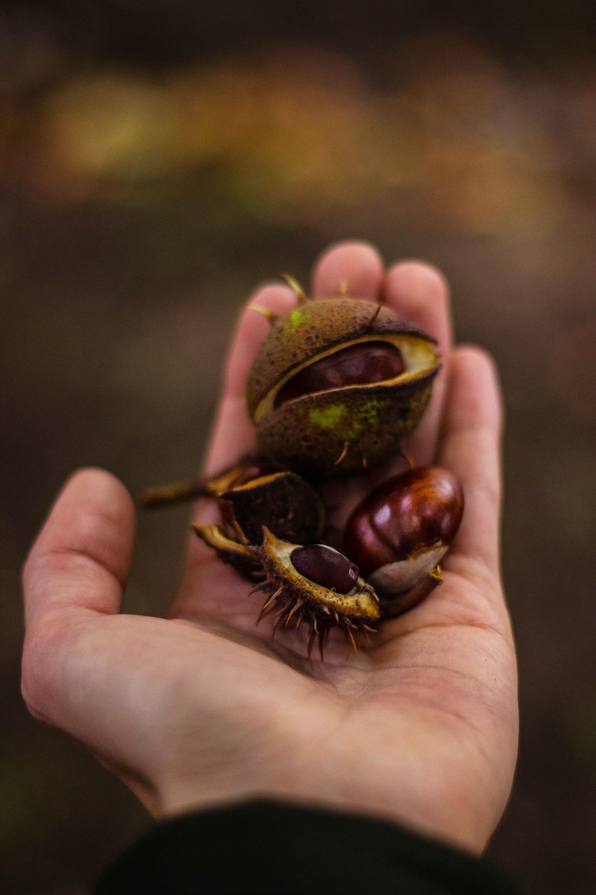 Conkers are the best weight gainer.(Image Via Pexels)
