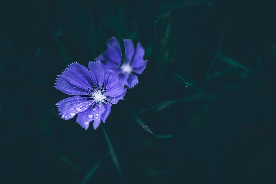 Chicory root is a versatile superfood. (Image via Pexels/Wyxina Tresse)