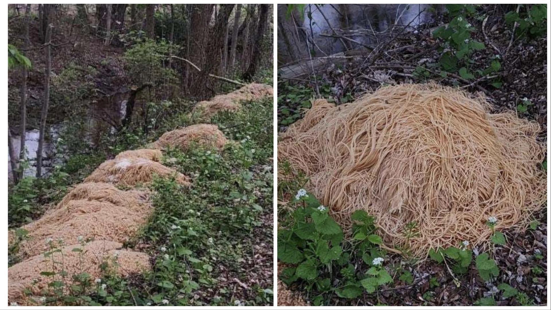 500 Pounds Of Pasta Found In The Woods In Old Bridge, New Jersey