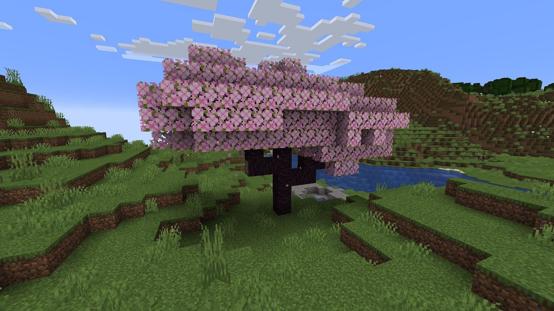 Cherry trees grow like many of Minecraft