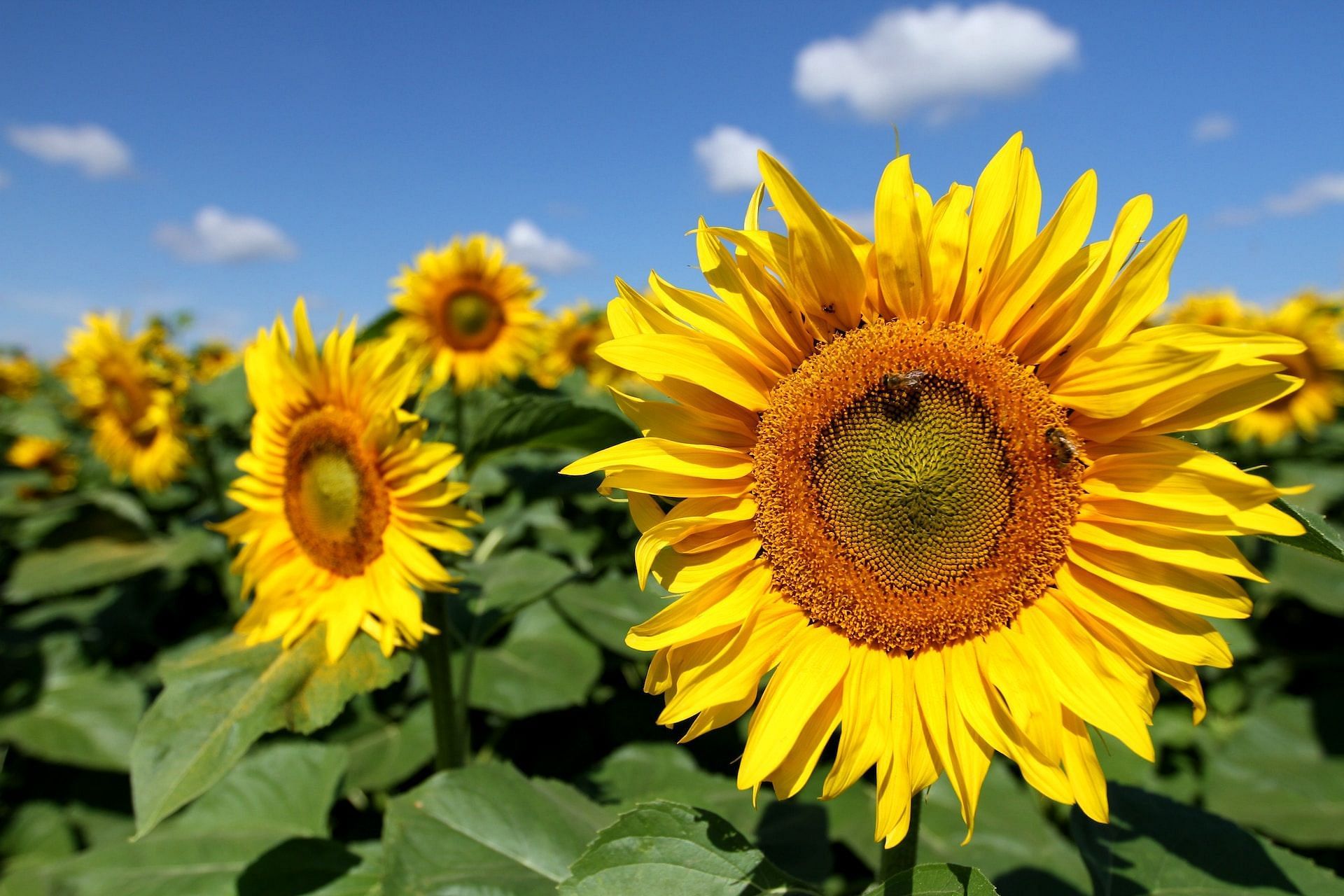 Sunflower oil bad for you? (Photo by Audrius Sutkus on Unsplash)