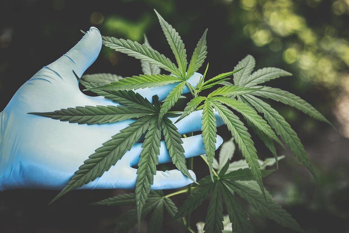 Over the past few years, the acceptance and legalization of marijuana, also known as cannabis, have experienced a significant rise across numerous regions worldwide. (Aphiwat chuangchoem/ Pexels)