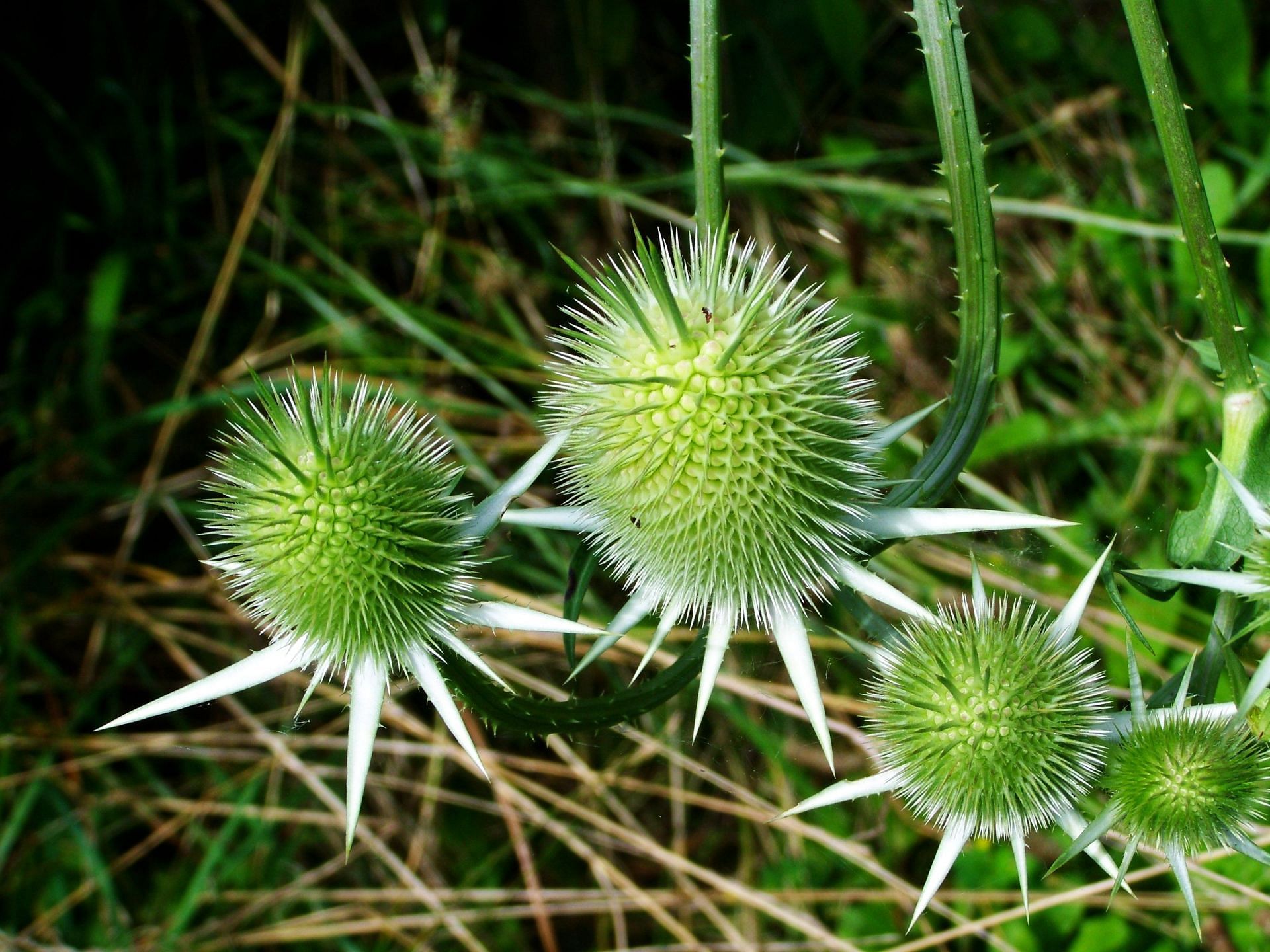 benefits of milk thistle are plenty. (image via pexels / pixabay)