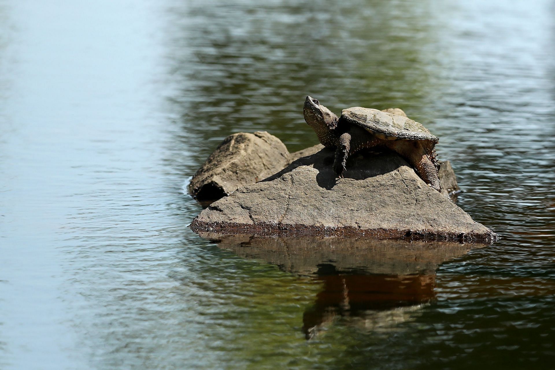 A common snapping turtle ( Image via getty images )