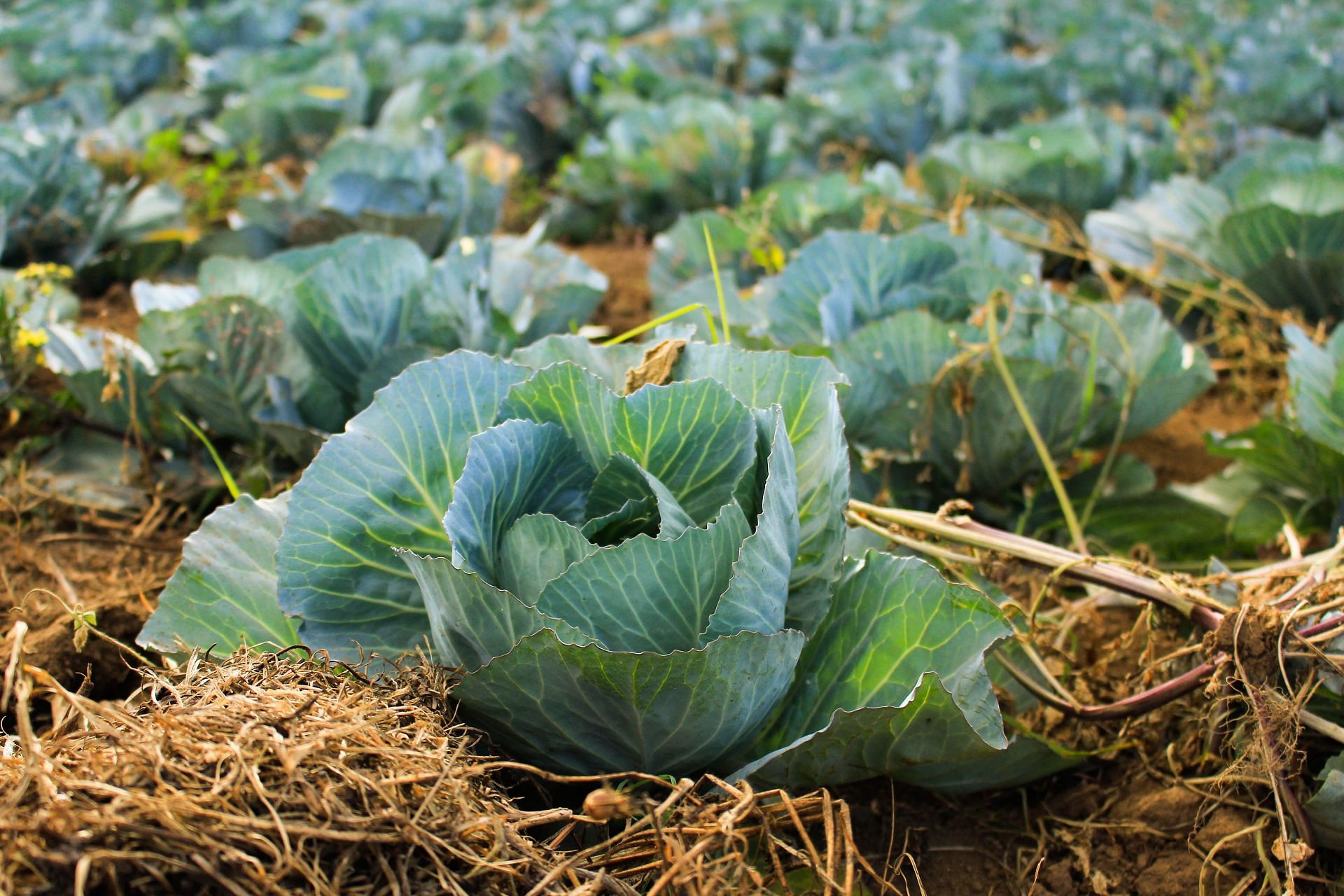 Nutrition in cabbage: It&#039;s a powerhouse of nutrients. (Image via Unsplash/Arnaldo Aldana)