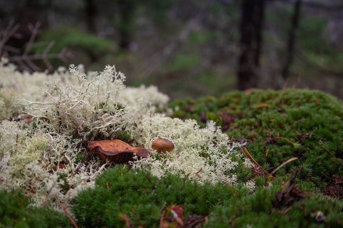 Adding mushroom extract powder to your healthy lifestyle is a fantastic choice as it provides a wide range of health benefits. (Julia Barrantes/ Pexels)