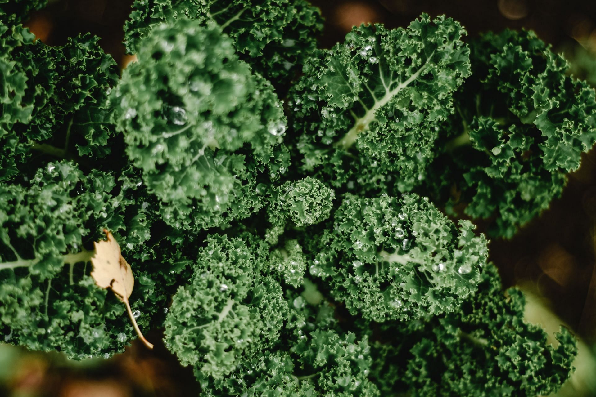 What are the health benefits of Kale? (Image via Pexels)