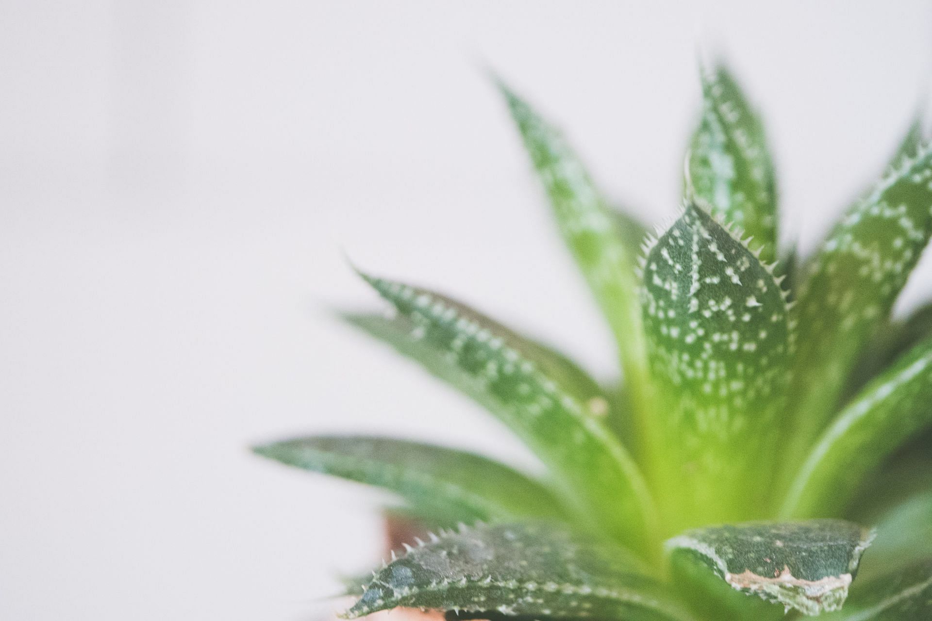 Aloe vera gel has exfoliating effects on the skin. (Image via Unsplash/ Jessica Lewis)