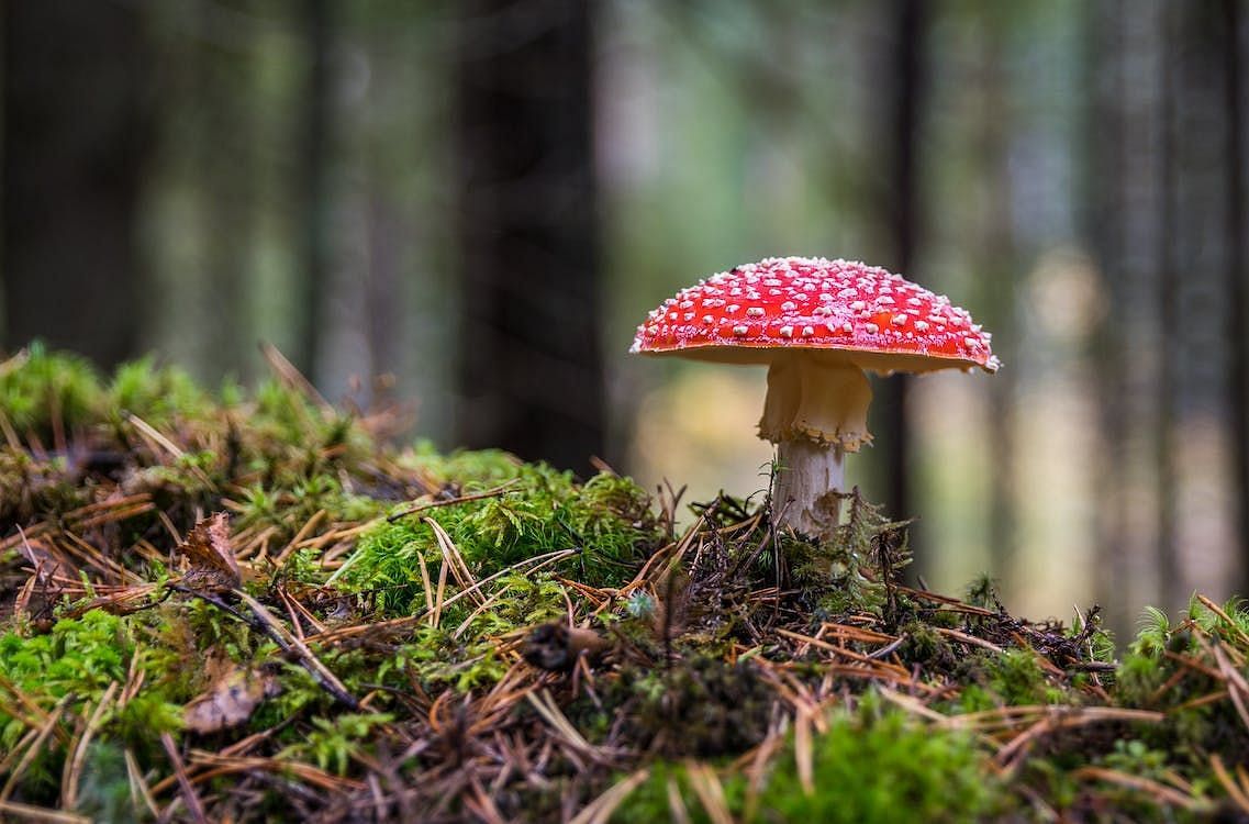 Mushroom extract powder is a versatile dietary supplement created through the process of finely grinding dried mushrooms. (Egor Kamelev/ Pexels)