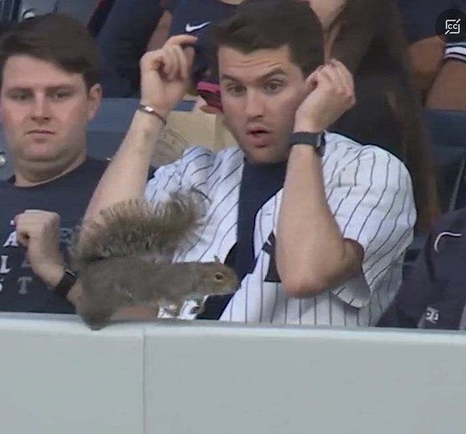 Hilarious memes flood MLB Twitter after fans' shocked reaction to a  squirrel at Yankees stadium