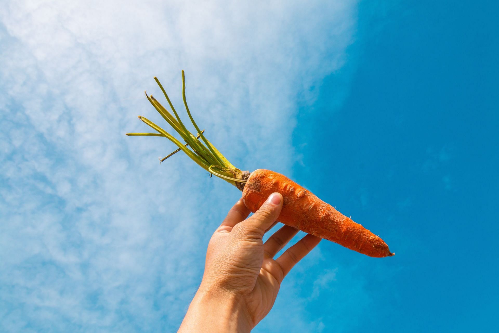 Carrot (Image via Pexels)