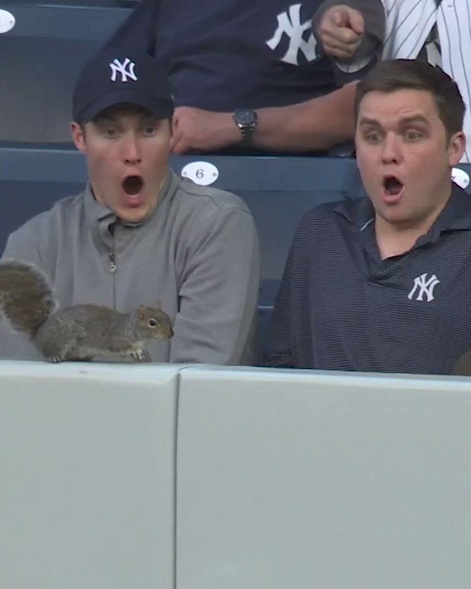 Yankees squirrel memes with terrified fans are all over Twitter