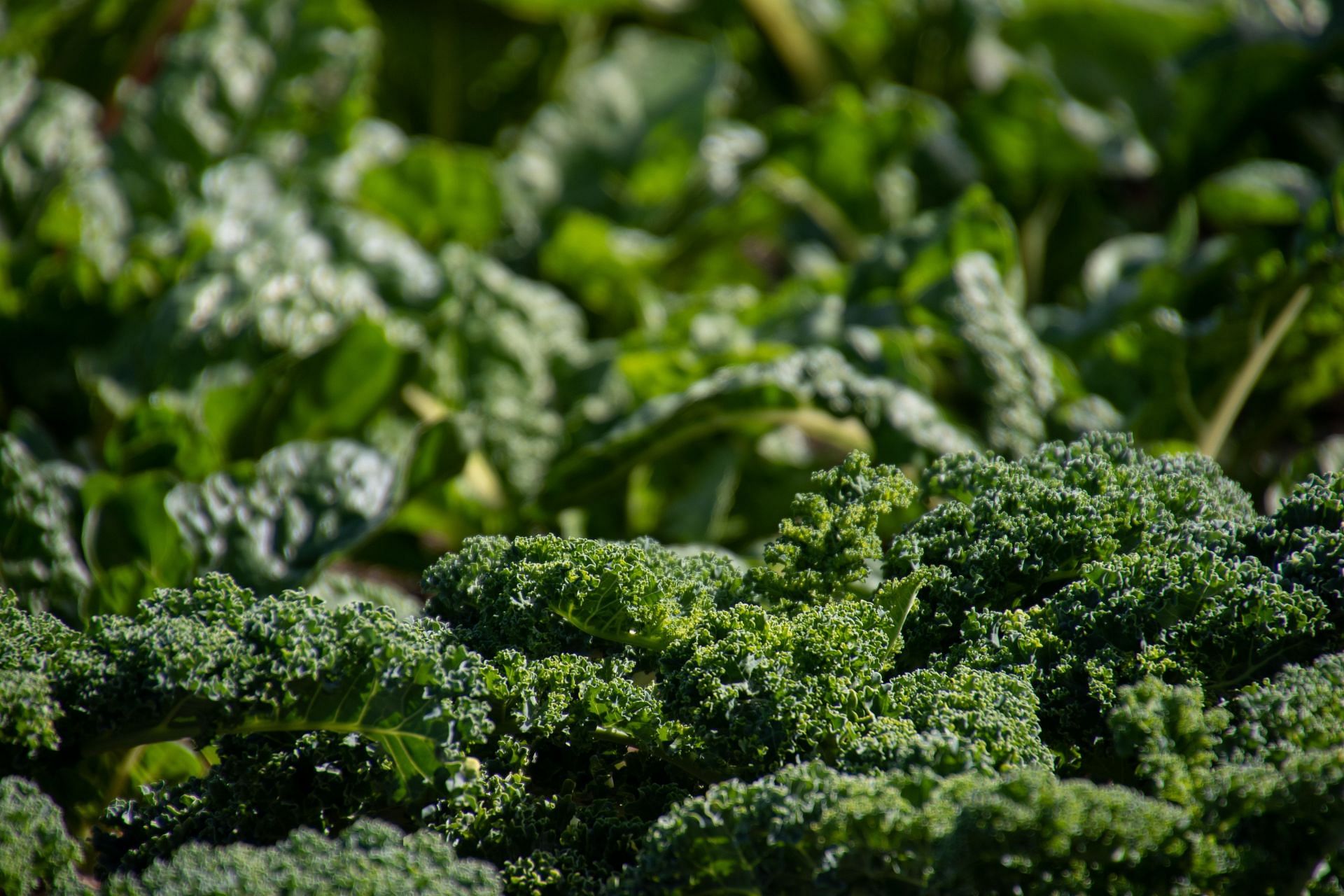 10 Health Benefits of Broccoli (Image via Pexels)