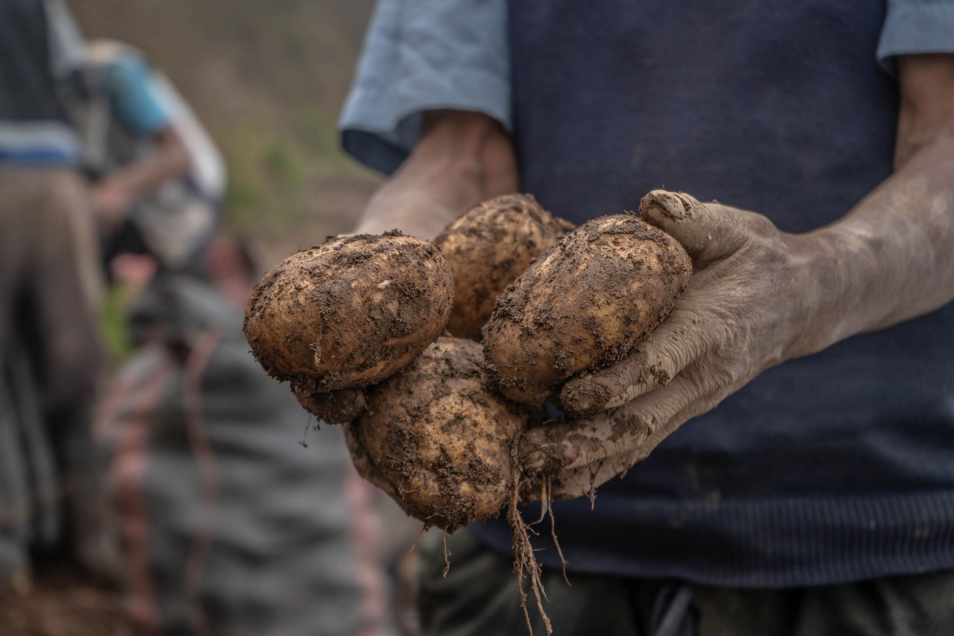 Potatoes: Debunking Common Myths (Image via Pexels)