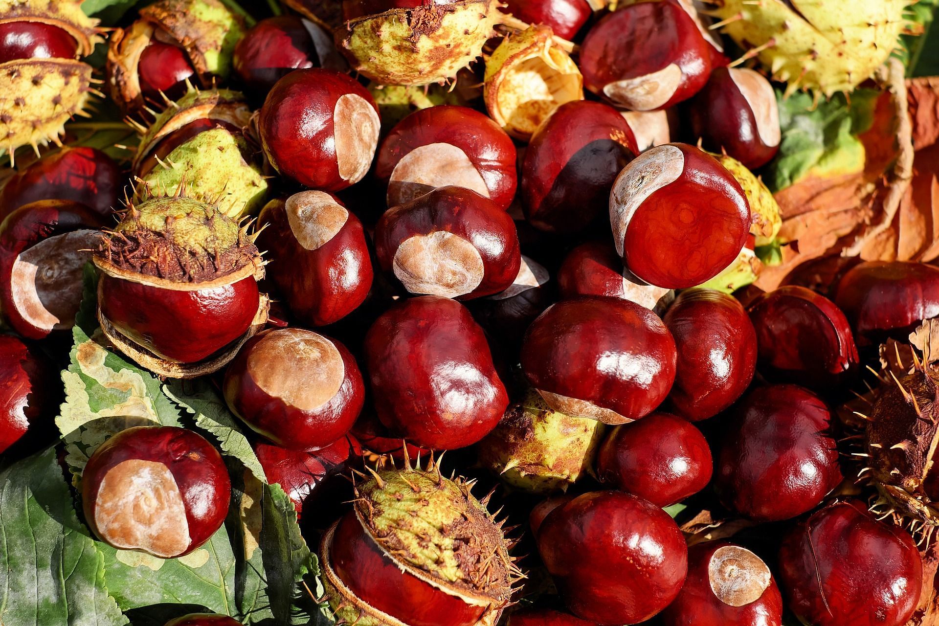 Nutritional Value of Chestnut Flour. (Image via Pexels)