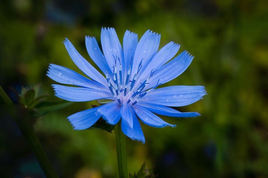 Benefits of chicory can be extracted in several forms (Image via pexels/marco de luna)