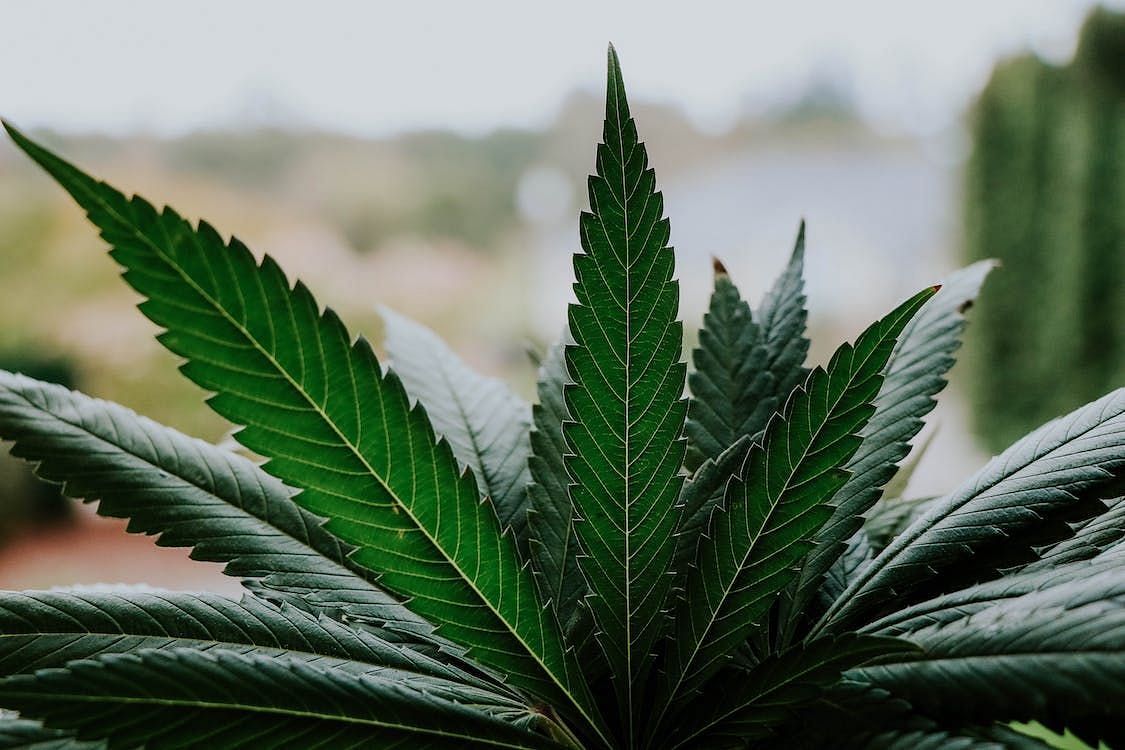 Healthcare providers can raise awareness regarding risks of cannabis use. (Elsa Olofsson/Pexels)