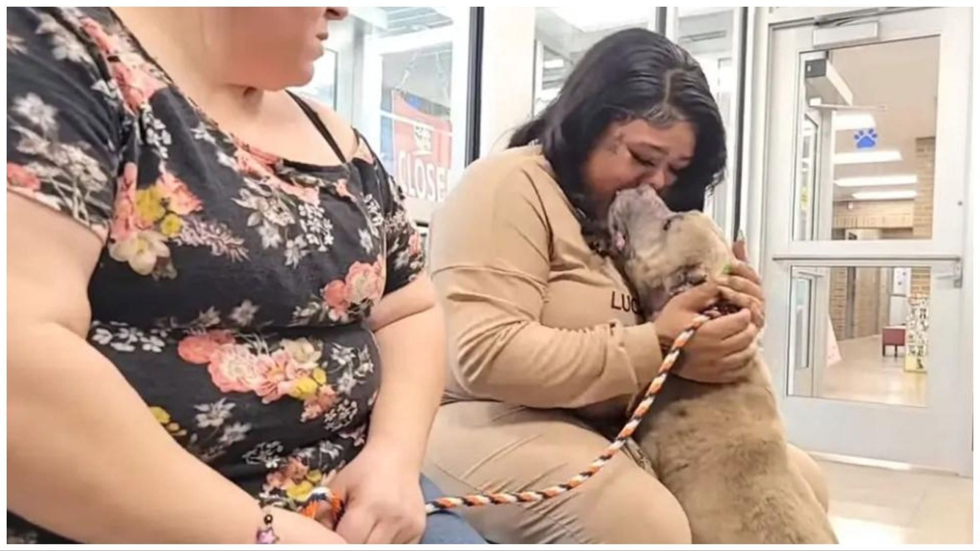 Two dogs were chipped and were reunited with their owners, ((Image via Genesee County Sheriff&#039;s Department)