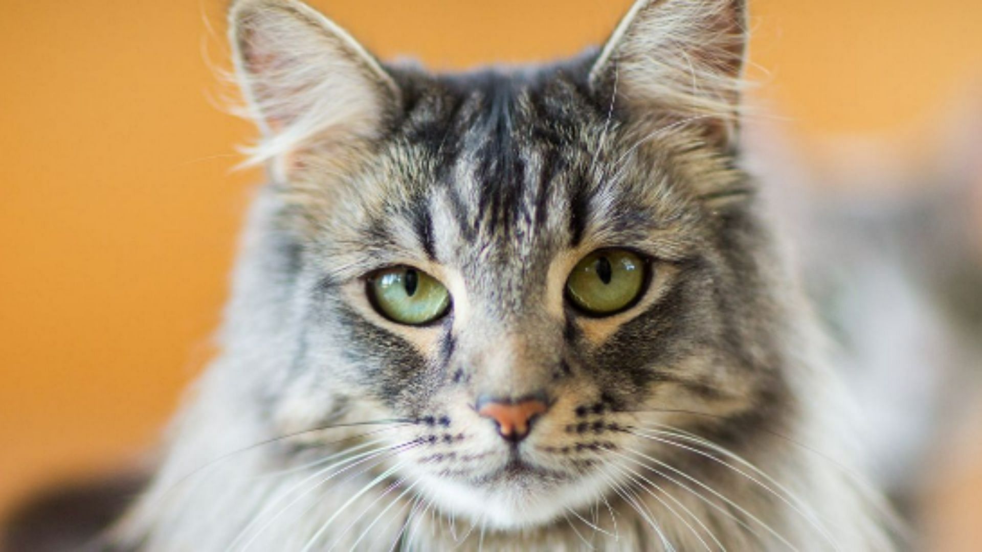 Cat in a blender video sparks outrage online (Image via Purple Collar Pet Photography)