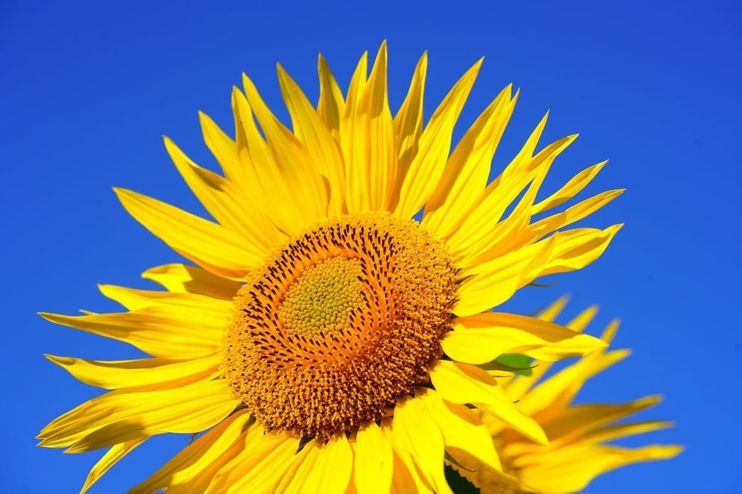 Debunking the Myth Is Sunflower Oil Inflammatory?