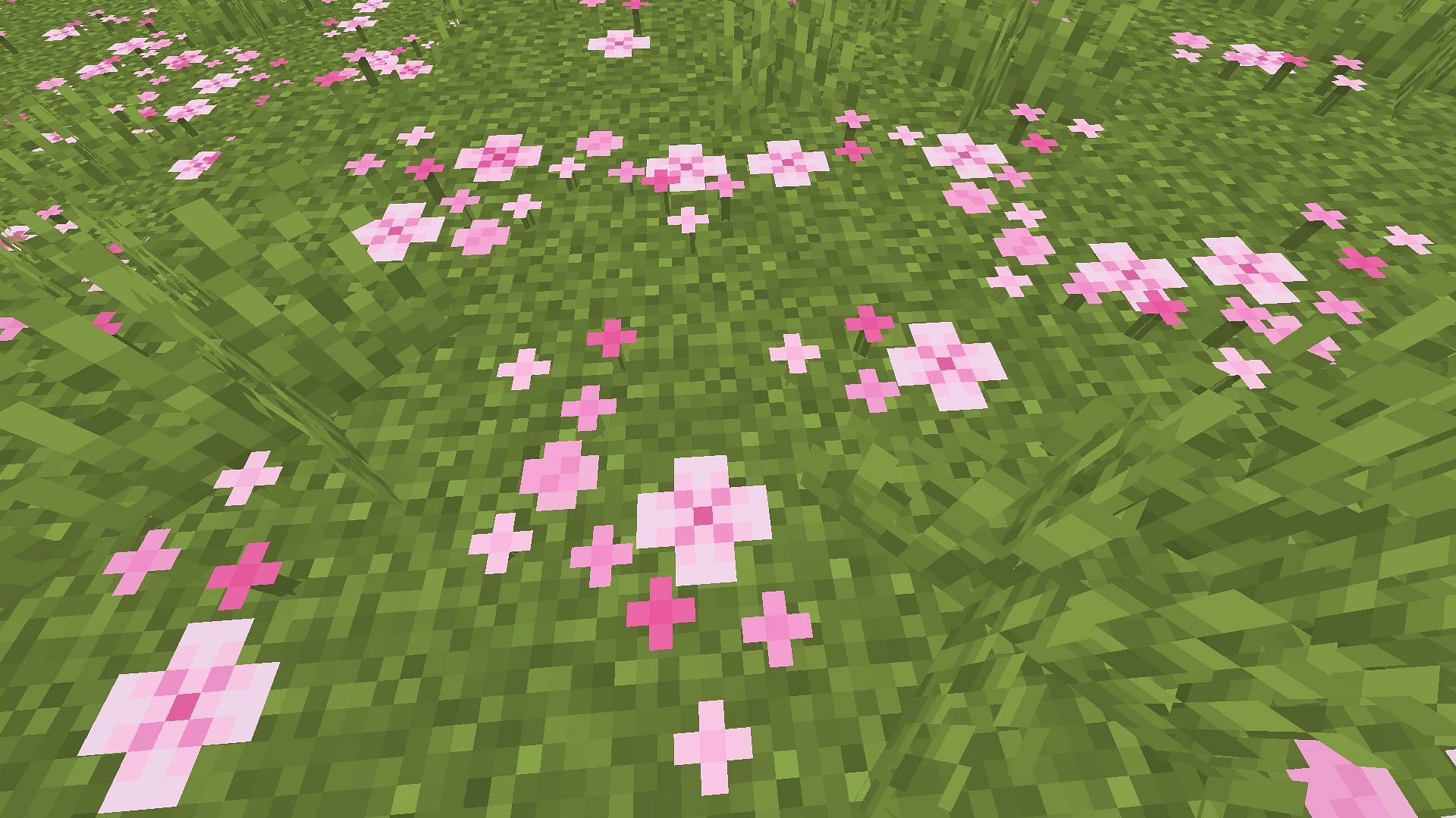 Pink petals are special blocks found on the ground in a Cherry Grove biome in the Minecraft 1.20 update (Image via Mojang)
