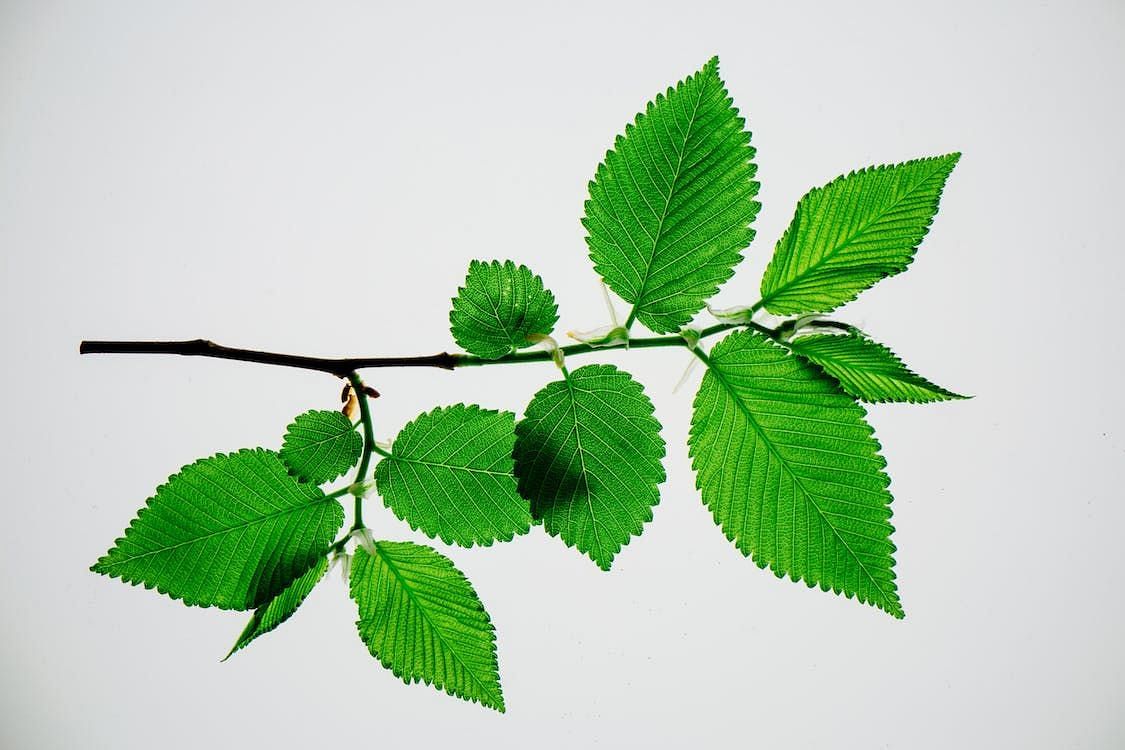 There are numerous benefits of Slippery elm, such as promoting digestive health and supporting skin care. (Kelly/ Pexels)