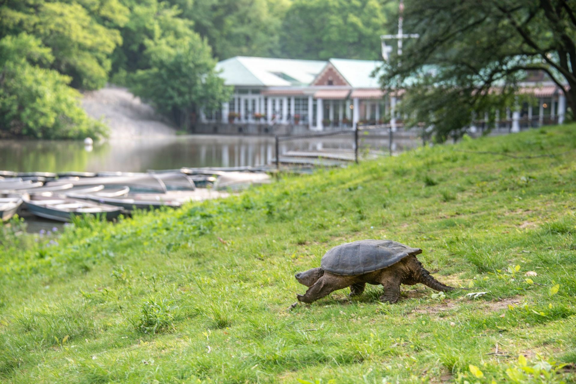 A common snapper in Central Park ( Image via Twitter/@yao_chen1 )