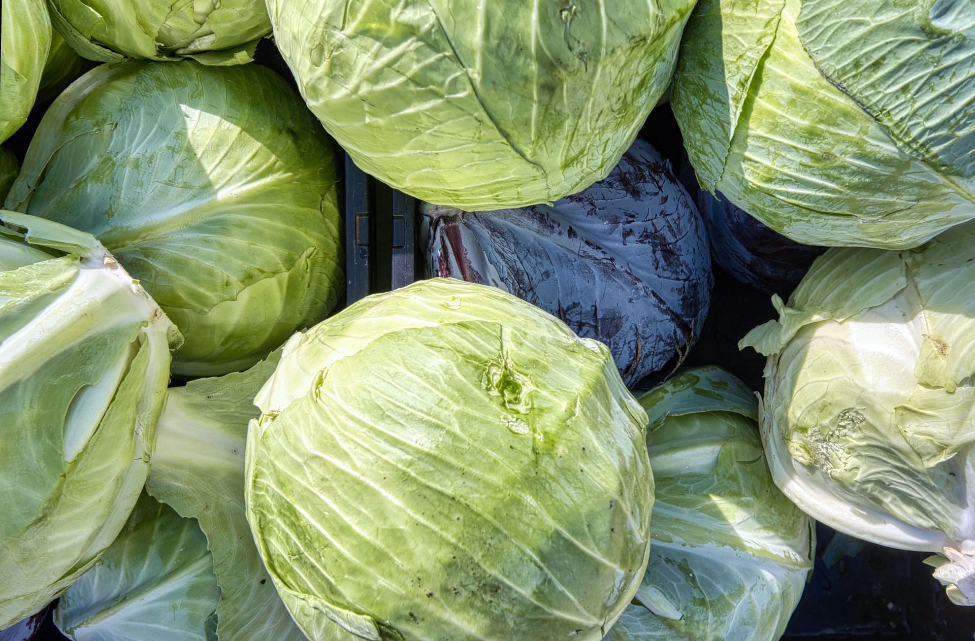 All you needed to know about the nutrition in cabbage (Image via Unsplash/Eric Prouzet)