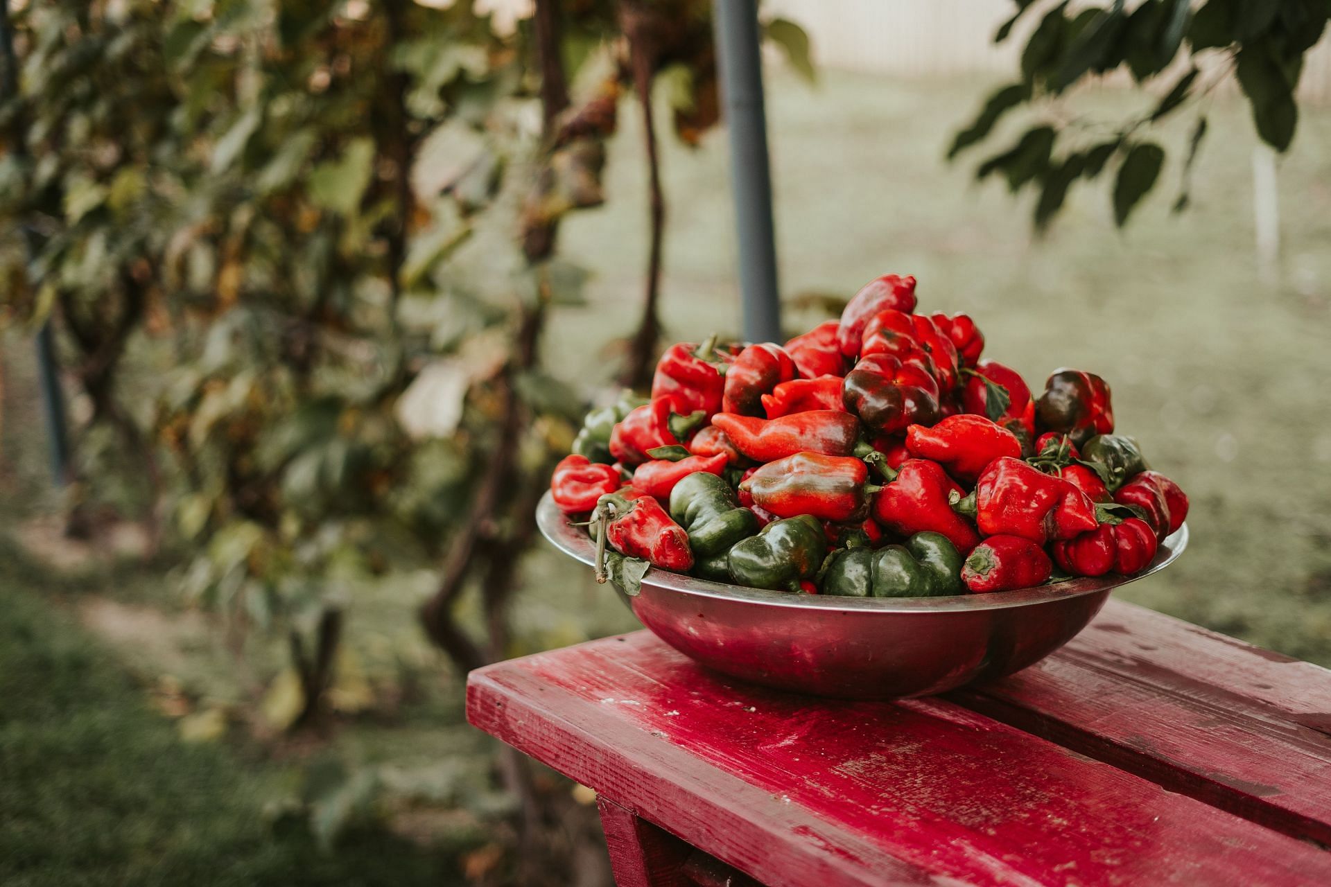 Summer vegetables :pepper can be a great addition to your diet (image via pexels / Gabriel Constantin)