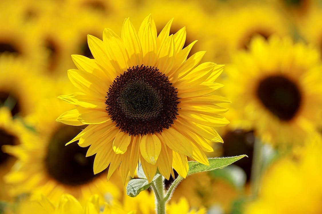 Many health experts consider sunflower oil to be healthy. (Susanne Jutzeler, suju-foto/Pexels)