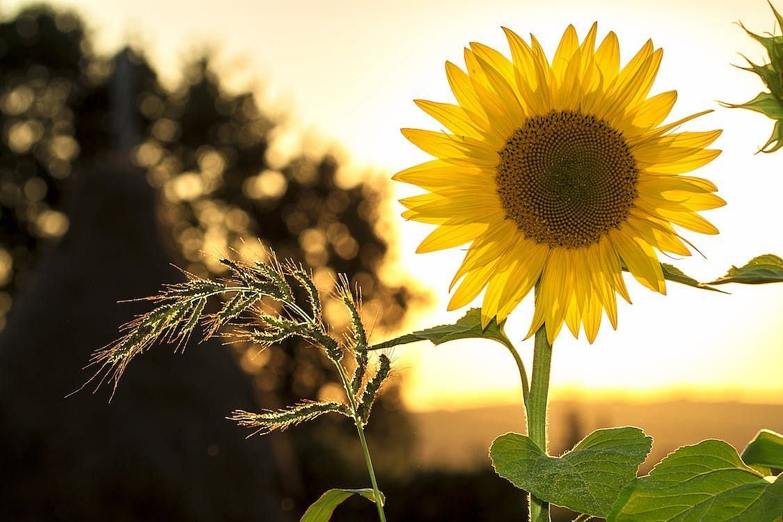  To answer the question &quot;Is Sunflower Oil Healthy?&quot; it is important to consider both the potential benefits and risks associated with its use. (Pixabay/ Pexels)