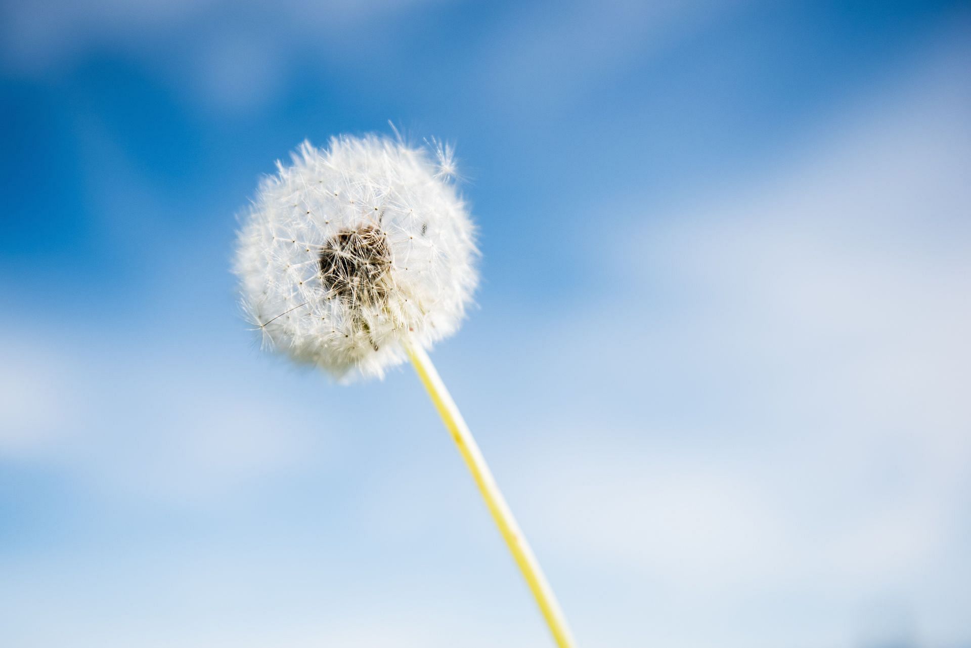 Pollens are one of the main causes of allergies. (Image via Unsplash/ Stephane Mingot)