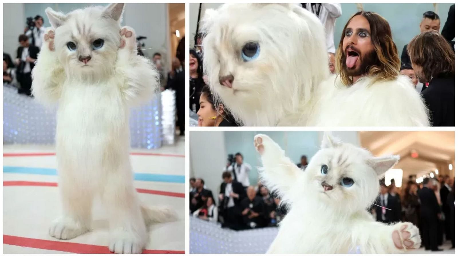 How to pronounce Choupette? Meaning and all about Karl Lagerfeld's cat ...