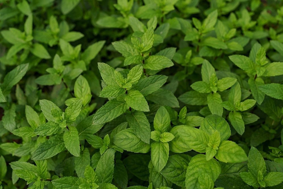 medicinal benefits of peppermint for you rhealth (image via freepik/arthurhidden)