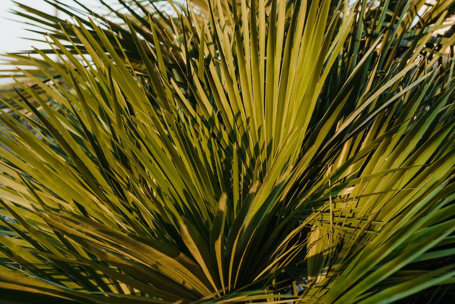 Saw palmetto has many health benefits. (Image via Pexels/ Arina Krasnikova)