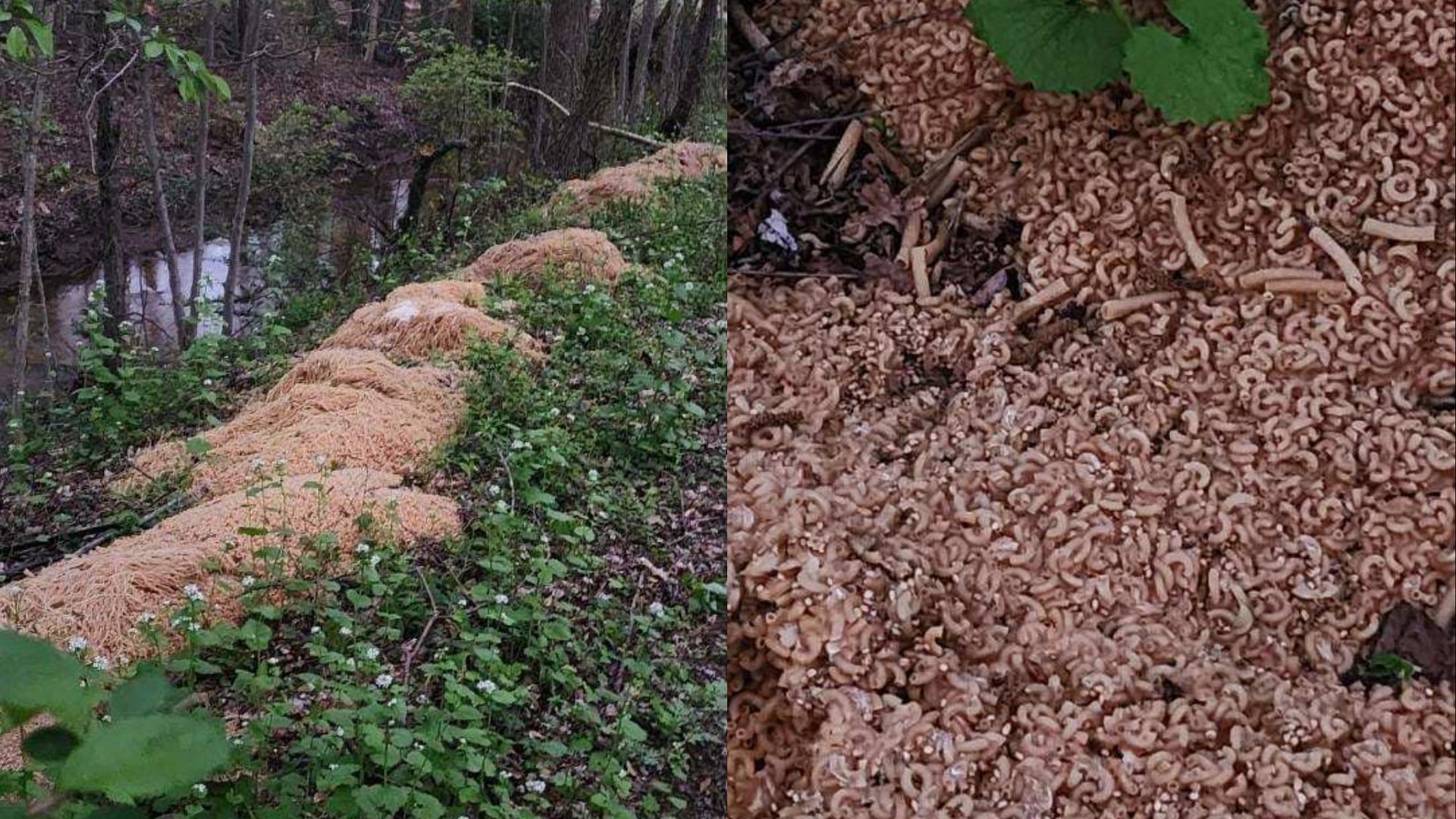 Neighbors claim pasta mystery in New Jersey