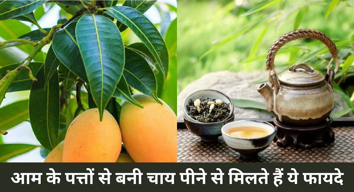 आम के पत्तों से बनी चाय पीने से मिलते हैं ये फायदे(फोटो-Sportskeeda hindi)