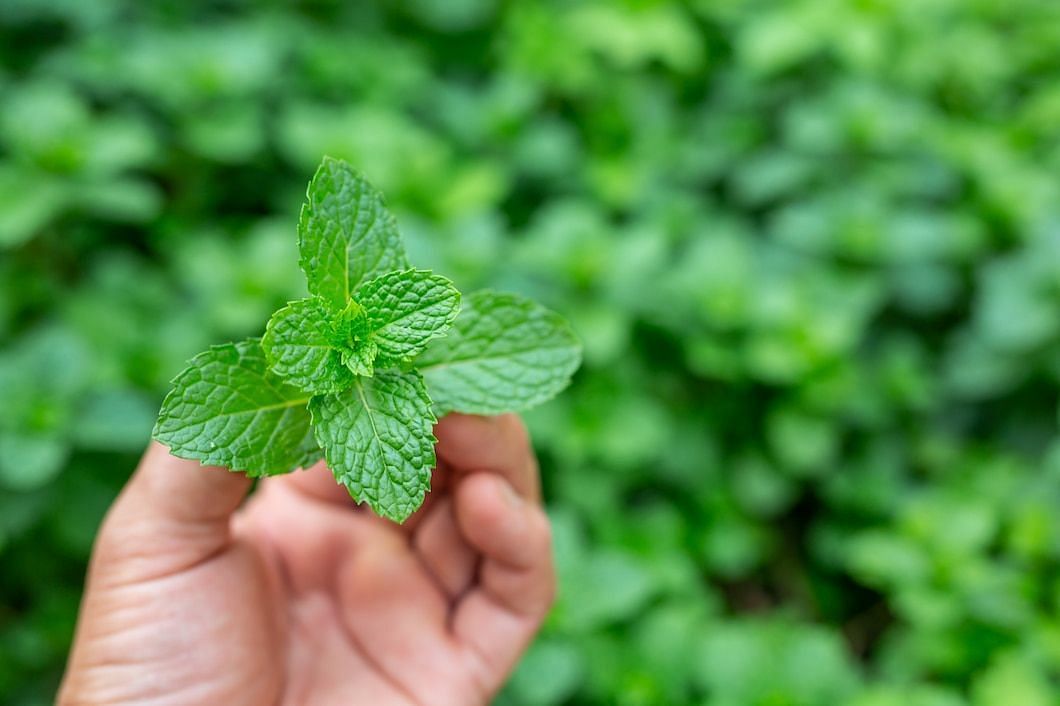 Herbs like peppermint have been used as a home remedy for ages (Image via Freepik/Jcomp)
