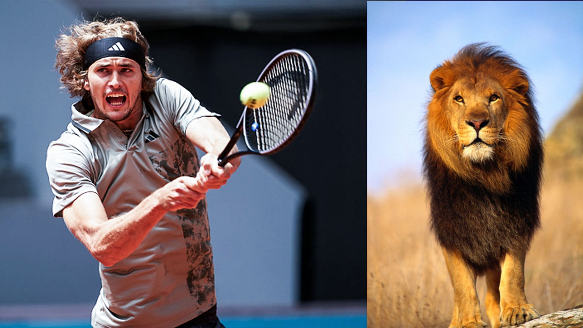 Alexander Zverev being compared to a lion by tennis fans on social media