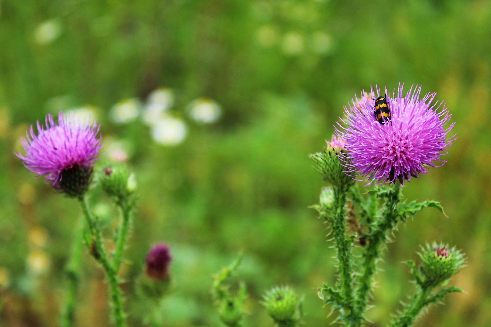 Consult your medical practitioner before starting milk thistle (image via unsplash/anastasia)