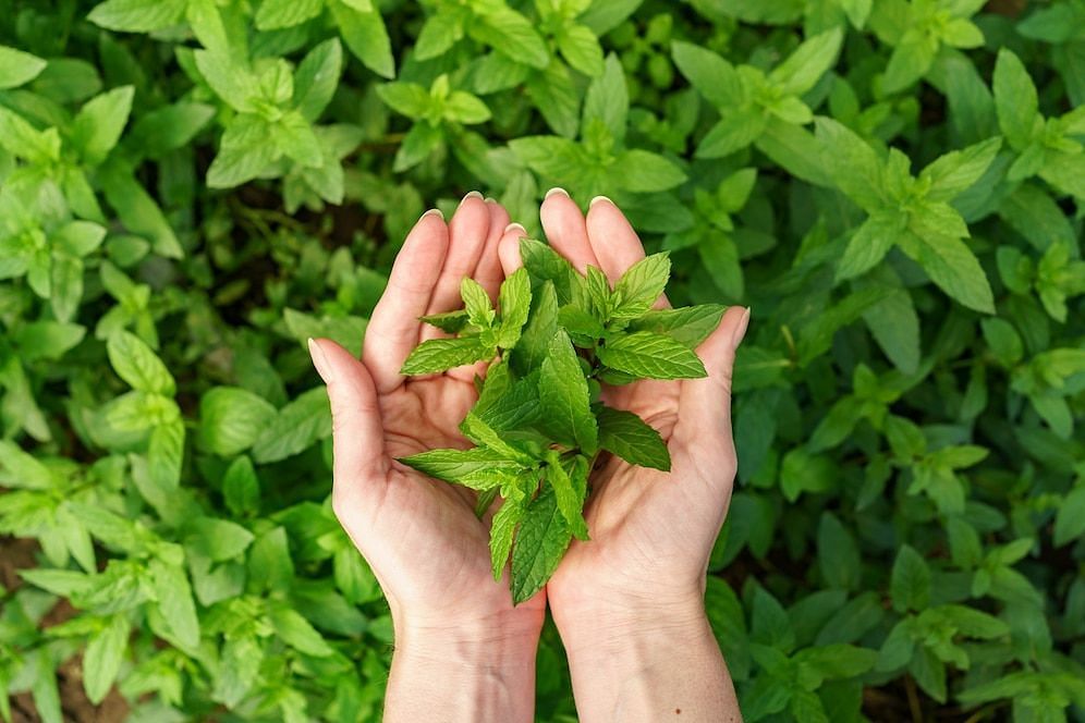 This herb promotes relaxation. (Image via Freepik/Arthurhidden)